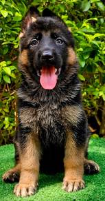 GERMAN SHEPHERD PUPPIES F141 🐻 Good structure