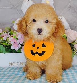 Poodle