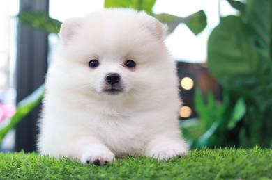 Pomeranian