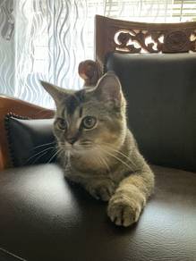 British Shorthair Tabby for adoption