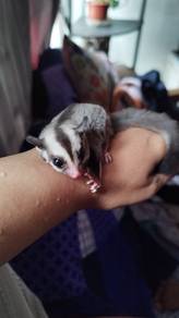 sugar glider baby male