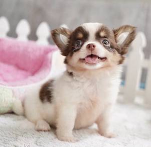 CHIHUAHUA PUPPIES 226 🌷Head Apple Cute Dog Girl