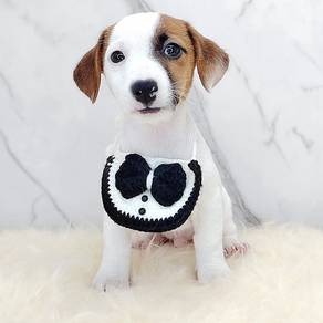 Jack Russell
