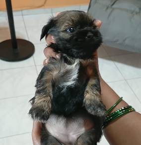shihpoo puppy 