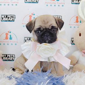 Pug
