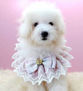 Maltipoo