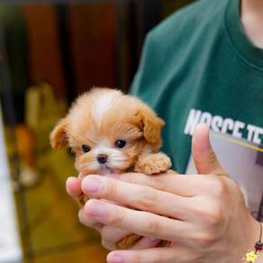Maltipoo