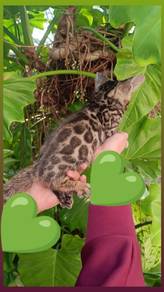 Pure Breed Bengal 