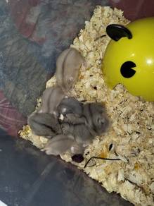 hamster untuk dijual 