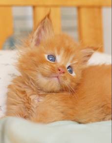 Red Tabby Maine Coon