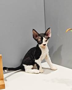 devon rex