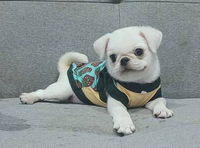 PUG PUPPIES 621 🌻 REHOME Male White