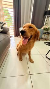 Pure Golden Retrievers Male Big Bone