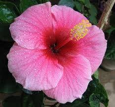 Bunga raya pink