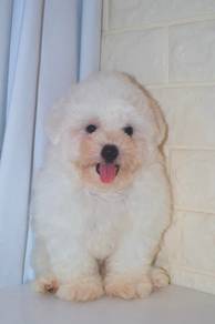 G18 Adorable Bichon Puppy