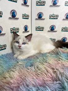Ragdoll 3 months