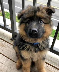 German Shepherd