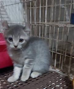 Blue Tabby American curl kitten