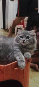 scf longhair