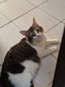 Cat/kucing