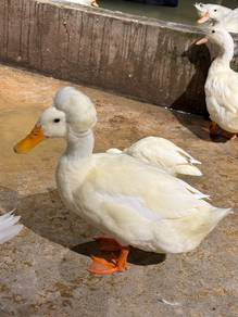 Crested Duck