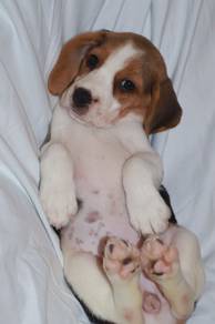 J0945 Beagle Cute Fluffy Baby Puppy