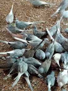 diamond dove