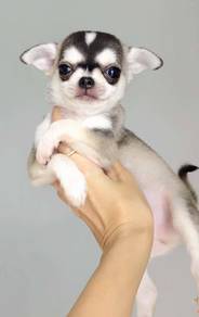 CHIHUAHUA PUPPIES VIP174🌷Head Apple Cute Dog