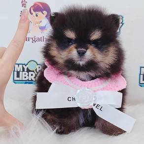 Pomeranian