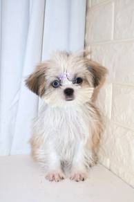 J0172 Shih Tzu Cute Flat Face Big Eyes Puppy