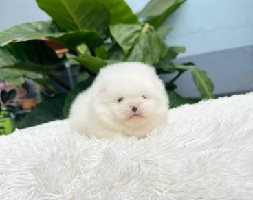 Tiny Fluffy Pomeranian Puppy