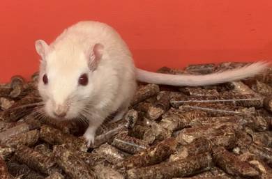 Mongolian Gerbil