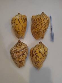 sets of 4 seashell 