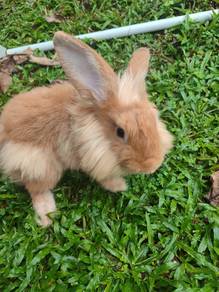 Arnab Lionhead