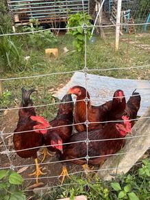 Ayam RIR mix Sabung