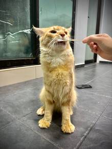Mainecoon