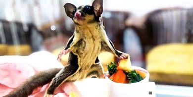 Sugar Glider 