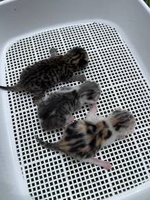 Bengal Mix Dlh