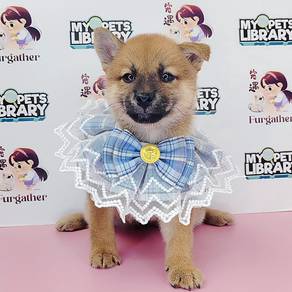 Shiba Inu