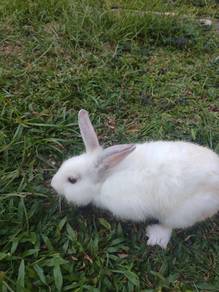 Arnab mix
