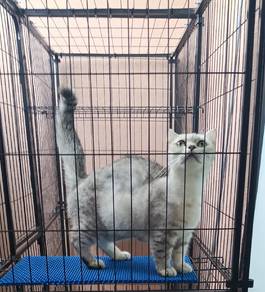 munchkin ibu dan 4 ekor anak