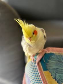 cockatiel kakak tua mini