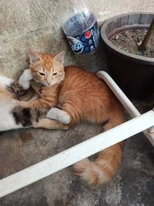 kucing 