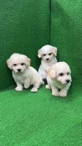 TinyPoodle white Color male n female Puppies