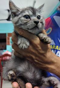 Kitten BSH