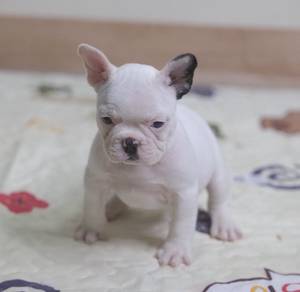 FRENCH BULLDOG PUPPIES 🌻S186 Charming Boy~Girl
