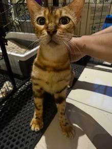 Bengal Cat Kucing Bengal