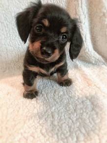 Enchanting Dachshnd Cutu Long Body Puppy Puppy Dog