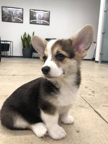 N2190 Jumpy Corgi adorable big ears little puppy B