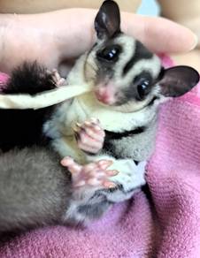 Sugar glider